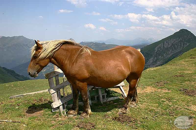 aubisque36.jpg