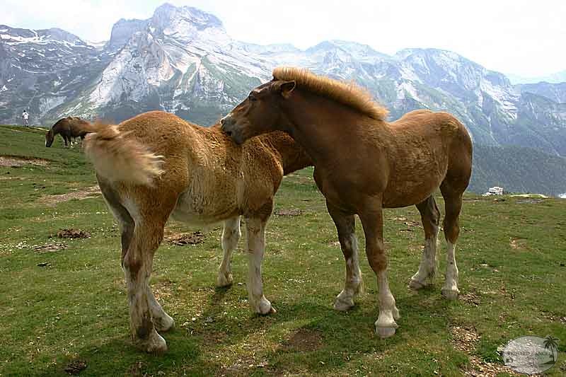 aubisque37.jpg
