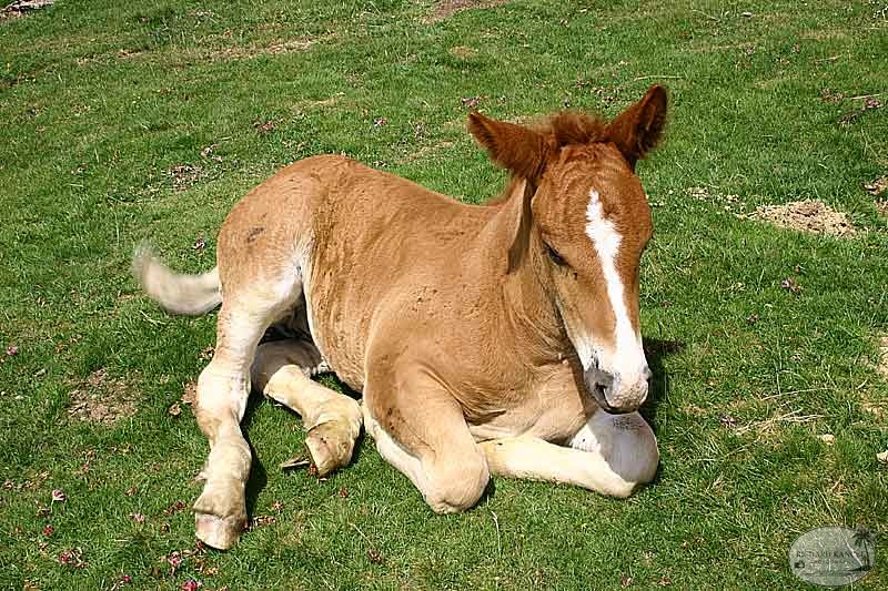 aubisque42.jpg