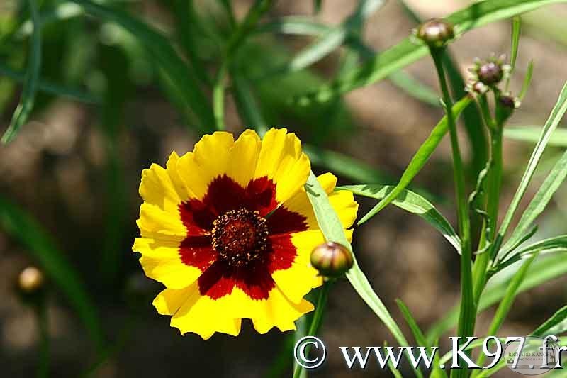 fleur24.jpg
