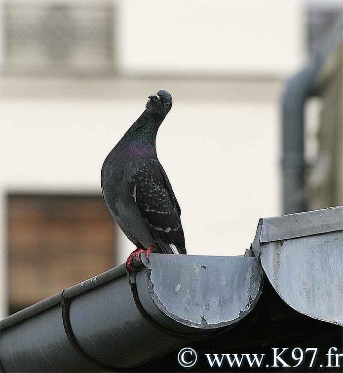 pigeon6.jpg