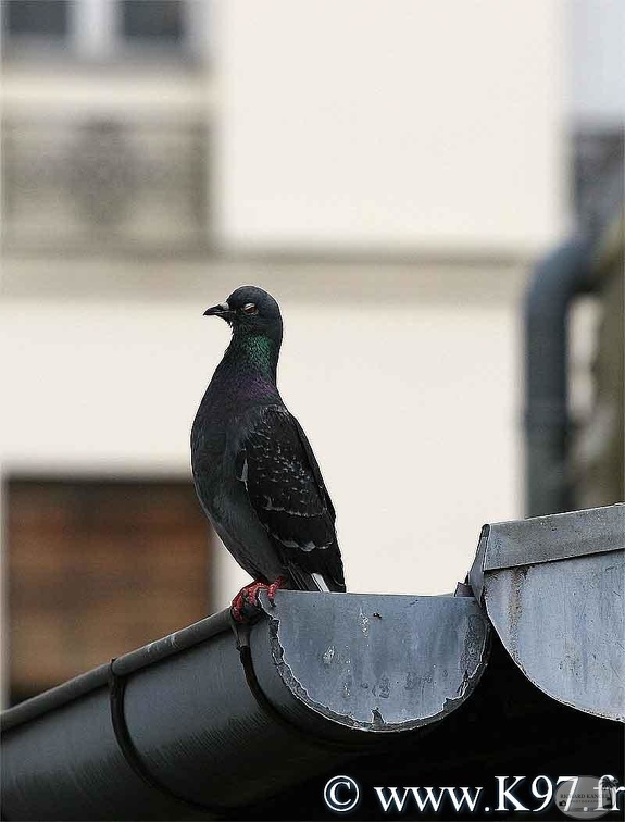 pigeon7.jpg