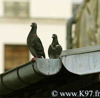 pigeon9