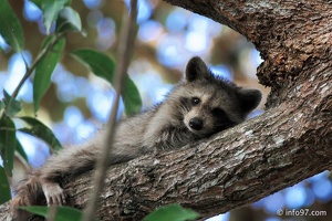 racoon-2015-09