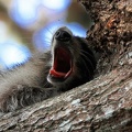 racoon-2015-11.jpg