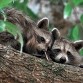 racoon-2015-27.jpg