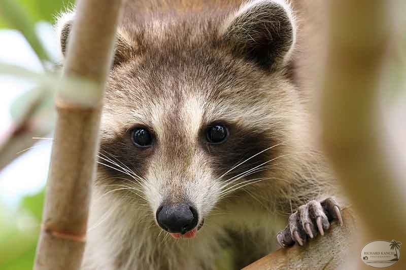 RACOON-002.jpg