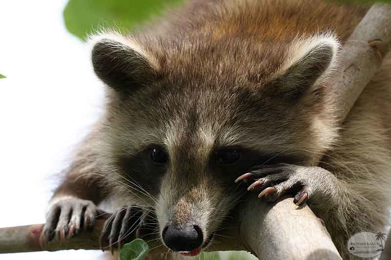 RACOON-010.jpg