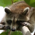 RACOON-012.jpg