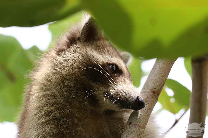 RACOON-019.jpg