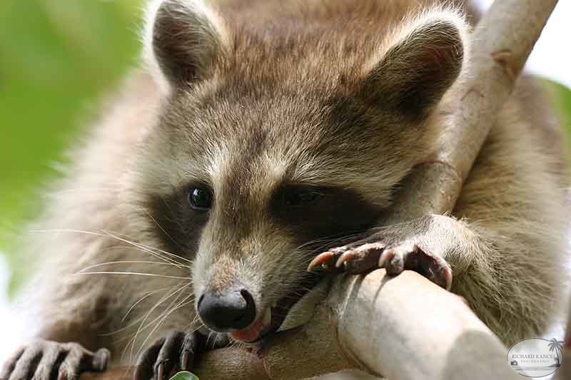 RACOON-026.jpg