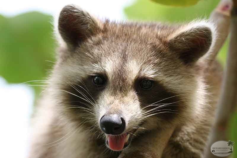 RACOON-054.jpg