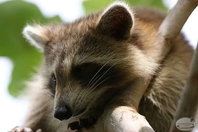 RACOON-067.jpg