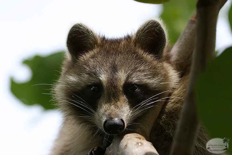 RACOON-070.jpg