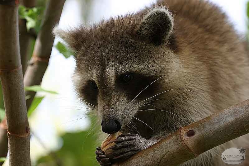 RACOON-079.jpg