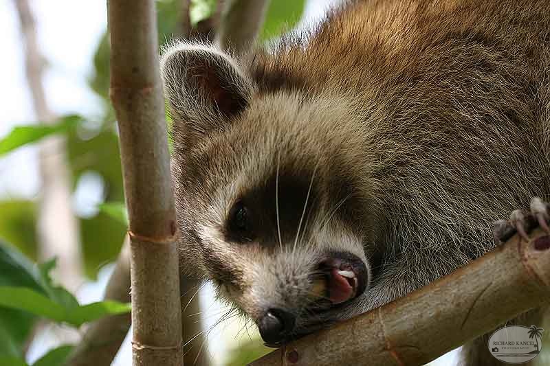 RACOON-082.jpg