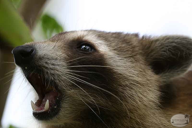 RACOON-091.jpg