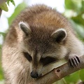 RACOON-121.jpg