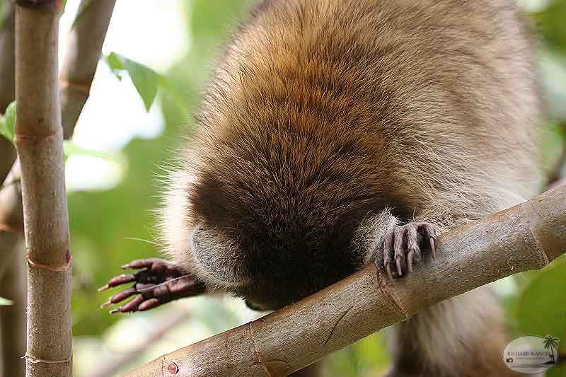 RACOON-126.jpg