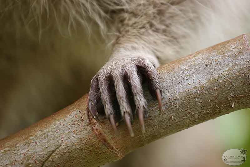 RACOON-127.jpg