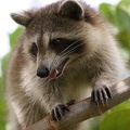 RACOON-129.jpg