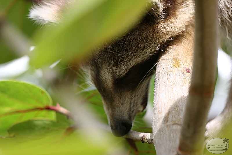 RACOON-130.jpg