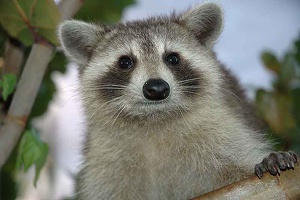 RACOON3-025