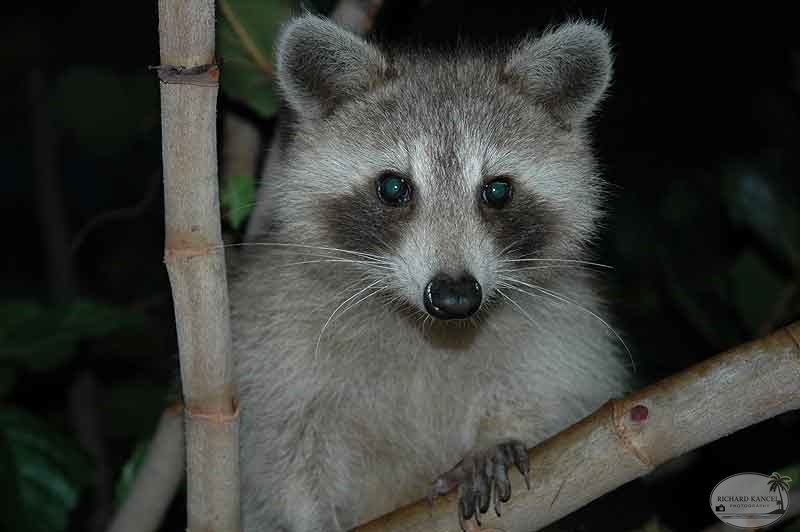 RACOON4-001.jpg