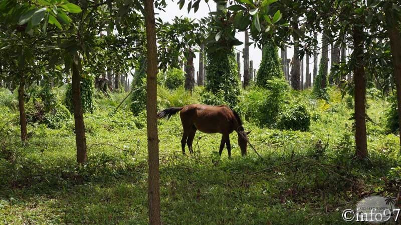 animaux-st-domingue1.jpg