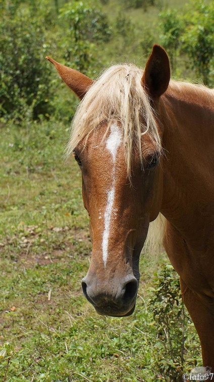 animaux-st-domingue10.jpg