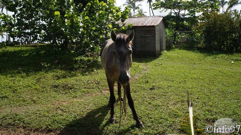 animaux-st-domingue12.jpg