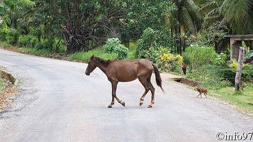 animaux-st-domingue14