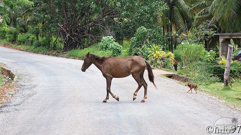 animaux-st-domingue14.jpg