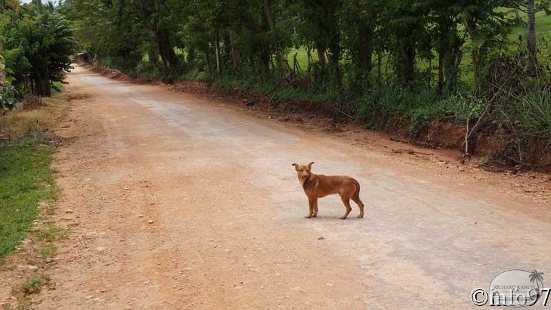 animaux-st-domingue15.jpg