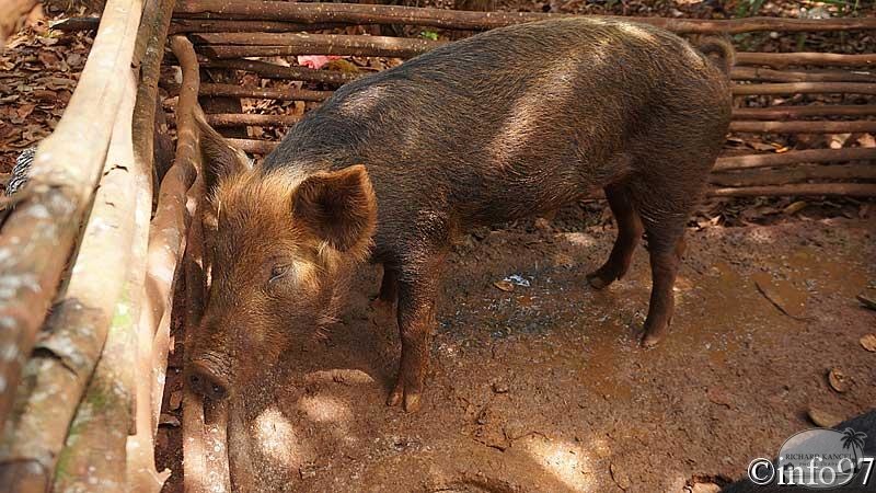animaux-st-domingue20.jpg