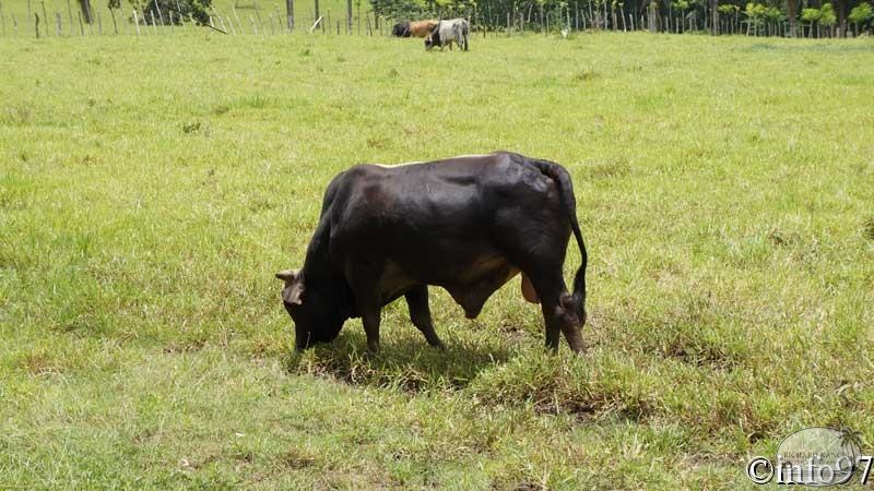 animaux-st-domingue4.jpg