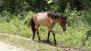 animaux-st-domingue6