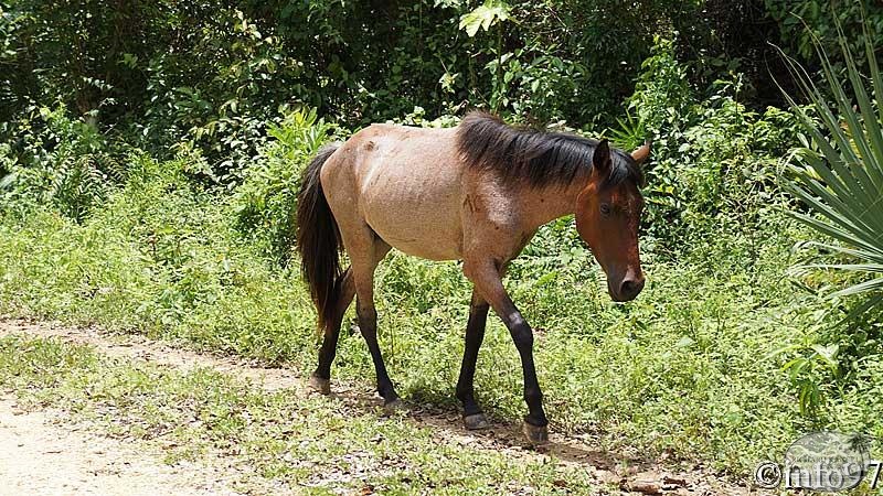 animaux-st-domingue6.jpg