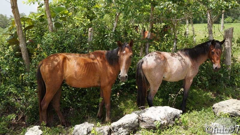 animaux-st-domingue8.jpg