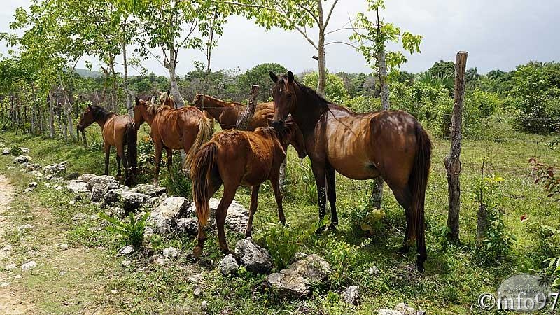 animaux-st-domingue9.jpg