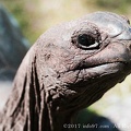 curieuse-773.jpg