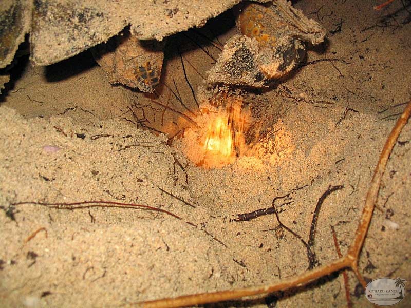 tortue-1.jpg