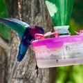 colibri1.jpg