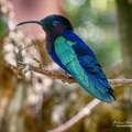 colibri7.jpg