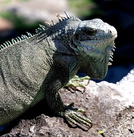 iguane