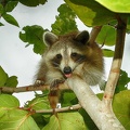 racoon-jardin2.jpg