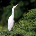 2aigrette.jpg
