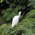 8aigrette.jpg