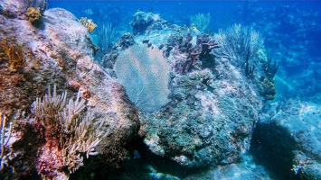 corail-deshaies