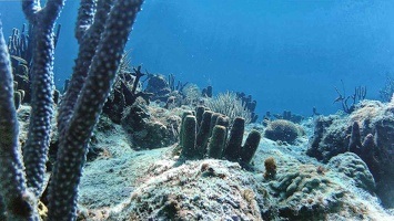 cactus-corail
